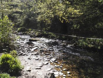 Scenic view of forest