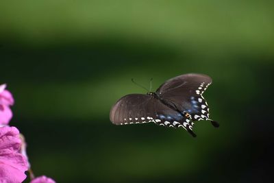 Close-up of butterfly pollinating flower