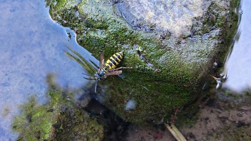 Plants in water