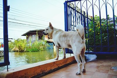 Dog standing by water