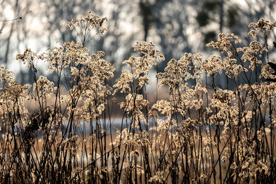 Close-up of wilted flowers on field