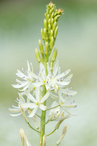 Close up of a white camassia flower in bloom