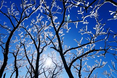 Low angle view of tree against blue sky