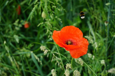 Close-up of red poppy flower