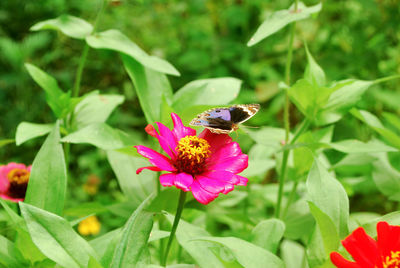 Close-up of butterfly pollinating on pink flower