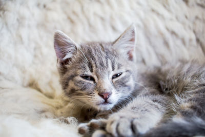 Close-up portrait of a cat