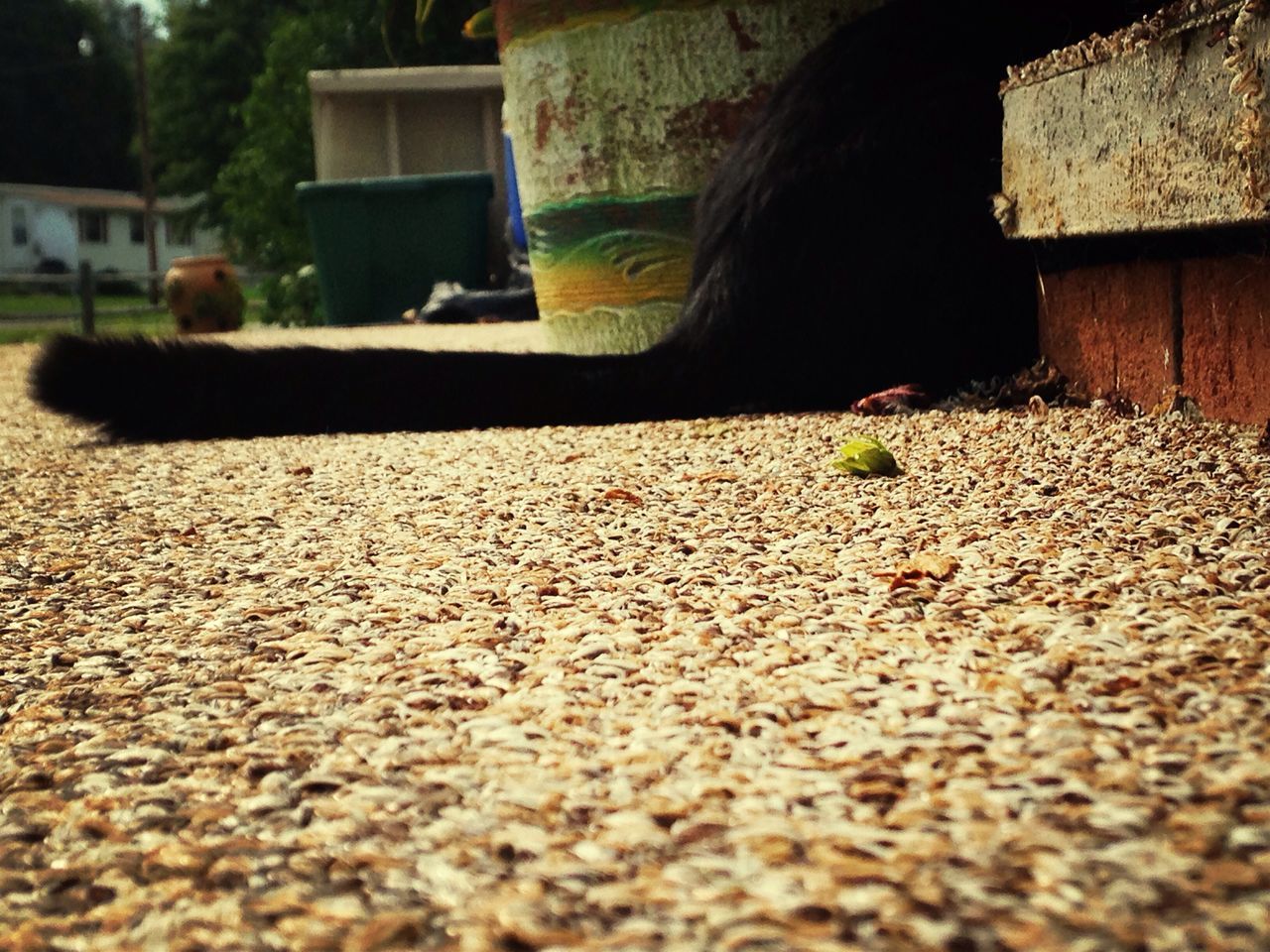 surface level, building exterior, street, architecture, built structure, animal themes, one animal, selective focus, road, full length, outdoors, day, wildlife, house, walking, incidental people, sand, sunlight