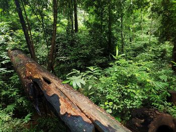 Trees by plants in forest