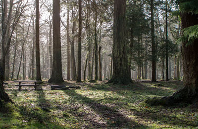 Trees growing in forest