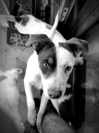 Close-up portrait of dog looking at camera