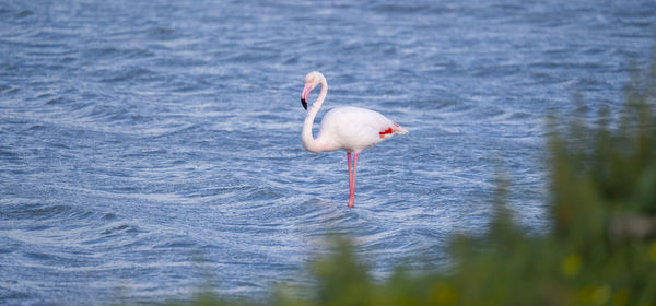 Pink flamingo looks for food in the molentargius pond in cagliari, southern sardinia