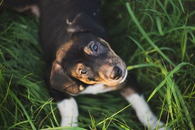 Portrait of dog lying on grass