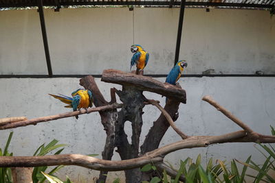 Low angle view of bird perching on tree