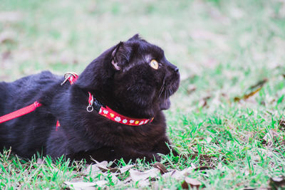 Close-up of a dog on field