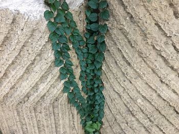 Close-up of ivy on tree trunk against wall