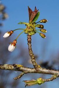 Close-up of flower buds growing on cherry tree