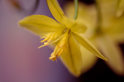 Close-up of yellow flowering plant