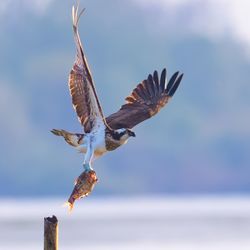 Close-up of bird flying against sky