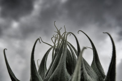 Close-up of plant against blurred background