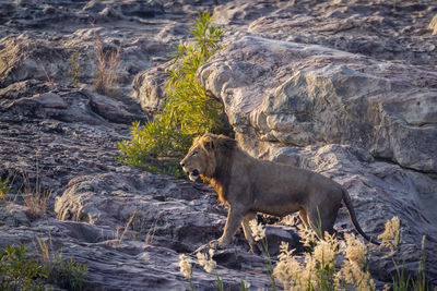 Side view of giraffe on rock