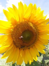 Close-up of sunflower