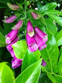 Close-up of pink flower