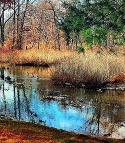 Reflection of trees in water