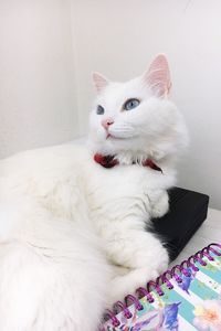 Portrait of white cat on bed at home