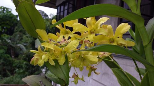 Close-up of yellow flowers blooming outdoors