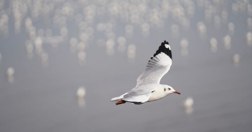 Seagull flying over a water