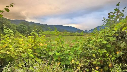 Scenic view of mountains against cloudy sky