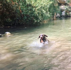 Dog swimming in river
