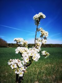 Close-up of white flowering plant on field