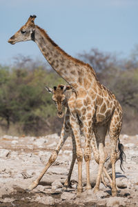 Two giraffe