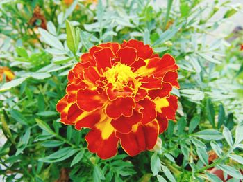 Close-up of orange marigold blooming outdoors