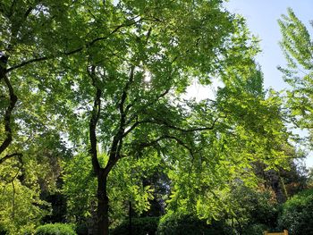 Low angle view of trees in forest