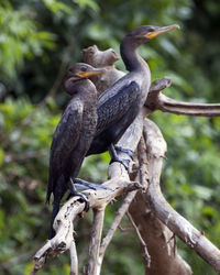 Close-up of bird perching on tree