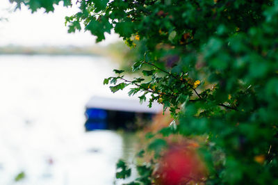 Close-up of flowering plant on tree