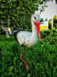 Close-up of bird on grass against plants