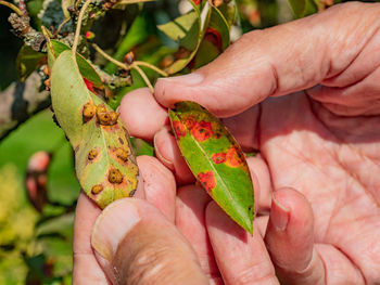 Pucciniales rust on pear leaves. red dots disease destroyed the entire garden