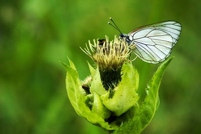 Close-up of butterfly pollinating flower