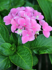 Close-up of pink flowers