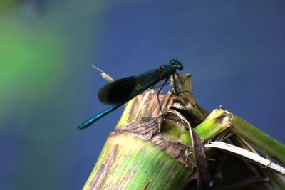 Close-up of insect on plant against blue sky