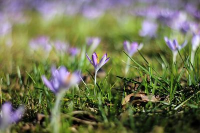 Close-up of purple crocus flowers on field