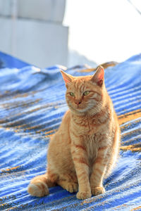 Portrait of cat sitting on bed