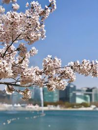 Close-up of cherry blossom against clear sky