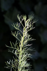 Close-up of wrabler plant