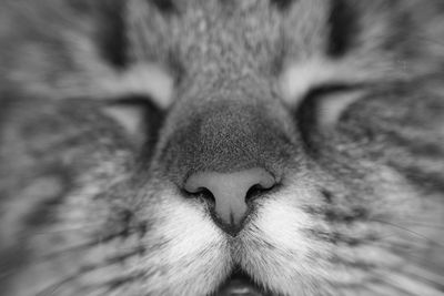 Close-up of cat sleeping