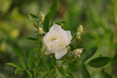 Close-up of white rose