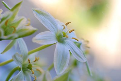 Close-up of white flowering plant